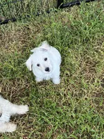 Westie Mix #1, a male West Highland White Terrier for sale in Kansas City, MO – 1 of 5