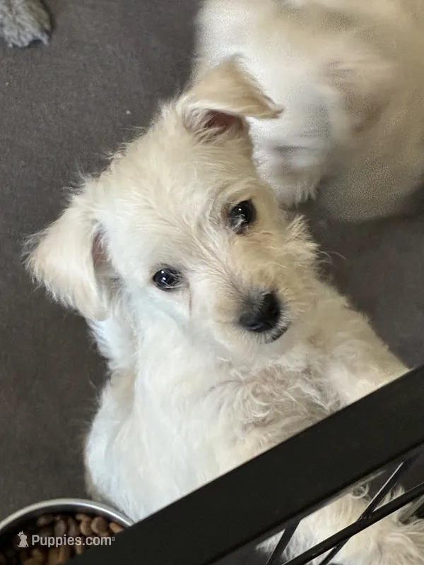 Baby Boy – West Highland White Terrier, Poodle - Miniature  puppy for sale in Kansas City, MO