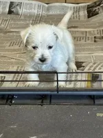 AKC Westie #2 M, a male West Highland White Terrier for sale in Kansas City, MO – 2 of 3
