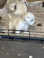 AKC Westie #1F, a female West Highland White Terrier for sale in Kansas City, MO – 2 of 3