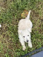 Westie Mix # 3, a male West Highland White Terrier for sale in Kansas City, MO – 2 of 5