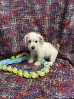 Boy Puppy #2, a male West Highland White Terrier and Poodle - Miniature  for sale in Kansas City, MO – 1 of 3