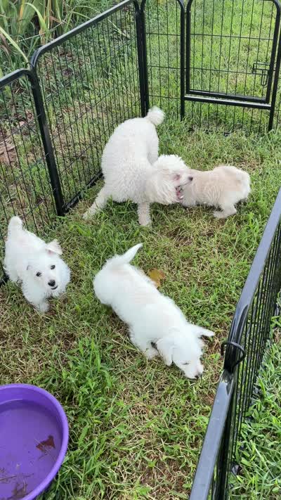 Westie Mix # 2, a male West Highland White Terrier for sale in Kansas City, MO – 3 of 5