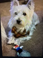 Baby Boy REDUCED!!, a male West Highland White Terrier and Poodle - Miniature  for sale in Kansas City, MO – 3 of 4