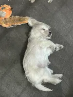 Westie Mix # 3, a male West Highland White Terrier for sale in Kansas City, MO – 3 of 5