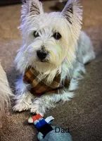 Boy Puppy #3, a male West Highland White Terrier and Poodle - Miniature  for sale in Kansas City, MO – 3 of 4