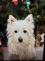 Westie Mix # 3, a male West Highland White Terrier for sale in Kansas City, MO – 5 of 5