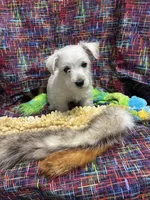 Westie Mix # 2, a male West Highland White Terrier for sale in Kansas City, MO – 2 of 5