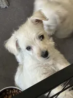 Westie Mix #1, a male West Highland White Terrier for sale in Kansas City, MO – 2 of 5