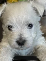 AKC Westie #1F, a female West Highland White Terrier for sale in Kansas City, MO – 1 of 3