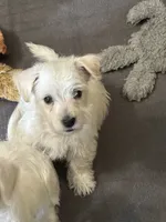 Baby Boy, a male West Highland White Terrier and Poodle - Miniature  for sale in Kansas City, MO – 3 of 3