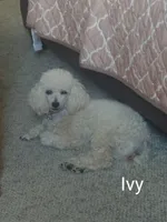 Westie Mix # 3, a male West Highland White Terrier for sale in Kansas City, MO – 4 of 5