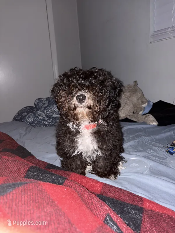 Onyx – Poodle - Toy  puppy for sale in Durham, NC