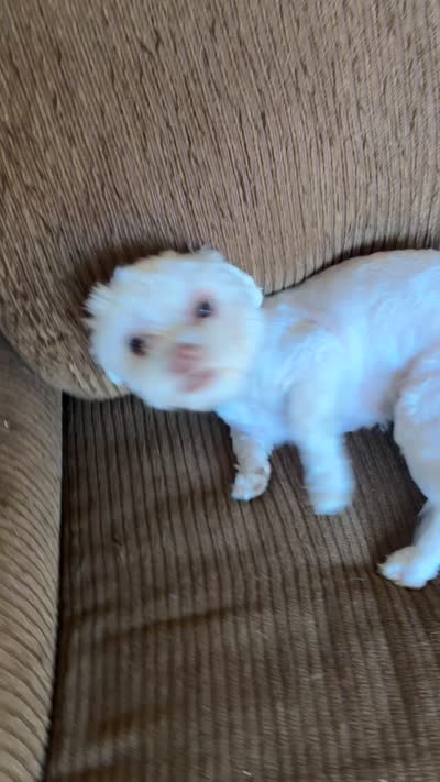 Dulce , a female Shih Tzu and Poodle - Miniature  for sale in Washington, DC – 2 of 2