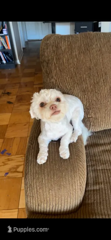 Dulce  – Shih Tzu, Poodle - Miniature  puppy for sale in Washington, DC