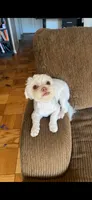 Dulce , a female Shih Tzu and Poodle - Miniature  for sale in Washington, DC – 1 of 2
