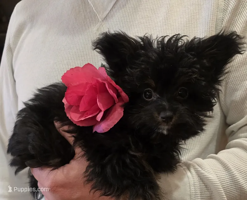 Precious – Pomapoo, Poodle - Toy  puppy for sale in Edgewood, NM
