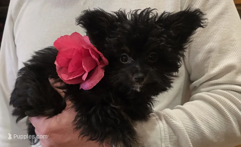 Precious – Pomapoo, Poodle - Toy  puppy for sale in Edgewood, NM