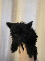 Pretty, a female Pomapoo and Poodle - Toy  for sale in Edgewood, NM – 2 of 2
