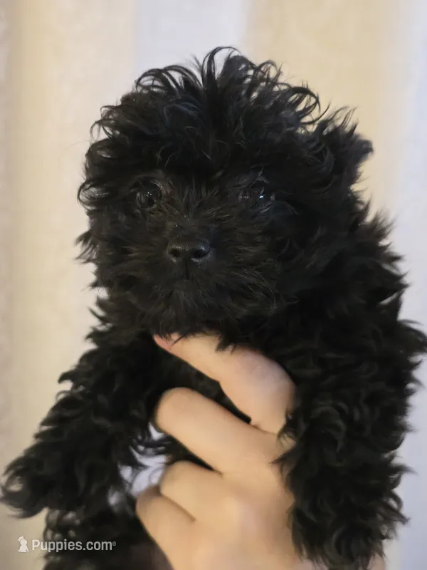 Pretty – Pomapoo, Poodle - Toy  puppy for sale in Edgewood, NM