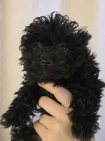 Pretty, a female Pomapoo and Poodle - Toy  for sale in Edgewood, NM – 1 of 2
