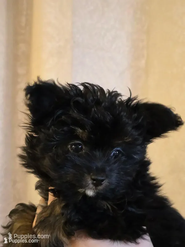 Willow – Pomapoo puppy for sale in Edgewood, NM