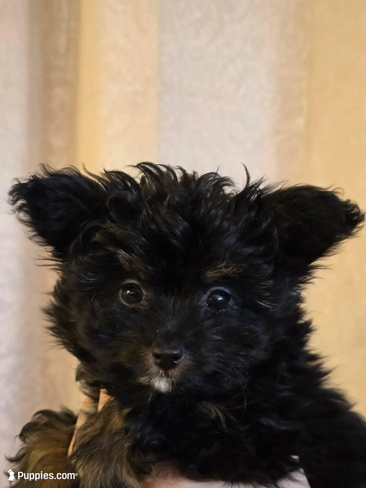 Willow, a female Pomapoo for sale in Edgewood, NM – 2 of 2
