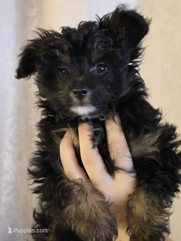 Comet – Pomapoo puppy for sale in Edgewood, NM