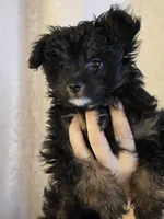 Comet, a male Pomapoo for sale in Edgewood, NM – 2 of 3