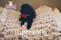 Chloe, a female Cavapoo and Cavalier King Charles Spaniel for sale in Macks Creek, MO – Photo 8 of 10