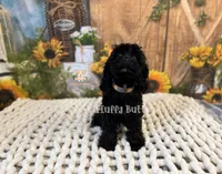Chloe, a female Cavapoo and Cavalier King Charles Spaniel for sale in Macks Creek, MO – Photo 2 of 10