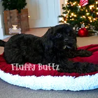 Chloe, a female Cavapoo and Cavalier King Charles Spaniel for sale in Macks Creek, MO – Photo 5 of 10