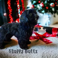 Chloe, a female Cavapoo and Cavalier King Charles Spaniel for sale in Macks Creek, MO – Photo 3 of 10