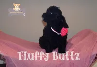 Chloe, a female Cavapoo and Cavalier King Charles Spaniel for sale in Macks Creek, MO – Photo 6 of 10