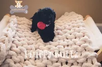 Chloe, a female Cavapoo and Cavalier King Charles Spaniel for sale in Macks Creek, MO – Photo 10 of 10