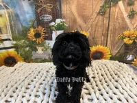 Chloe, a female Cavapoo and Cavalier King Charles Spaniel for sale in Macks Creek, MO – Photo 1 of 10