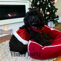 Chloe, a female Cavapoo and Cavalier King Charles Spaniel for sale in Macks Creek, MO – Photo 4 of 10