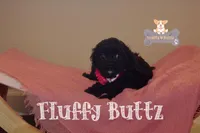 Chloe, a female Cavapoo and Cavalier King Charles Spaniel for sale in Macks Creek, MO – Photo 7 of 10