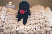 Chloe, a female Cavapoo and Cavalier King Charles Spaniel for sale in Macks Creek, MO – Photo 9 of 10