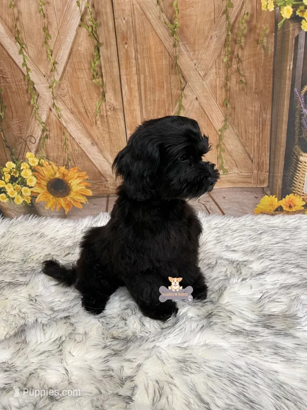 Bruce – Schnoodle puppy for sale in Macks Creek, MO