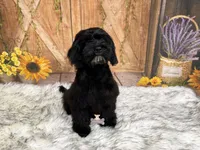 Bruce, a male Schnoodle for sale in Macks Creek, MO – 3 of 3