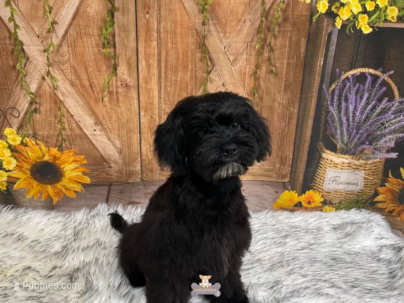 Baker – Schnoodle puppy for sale in Macks Creek, MO