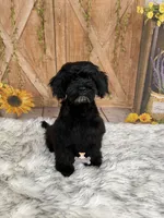 Bruce, a male Schnoodle for sale in Macks Creek, MO – 2 of 3