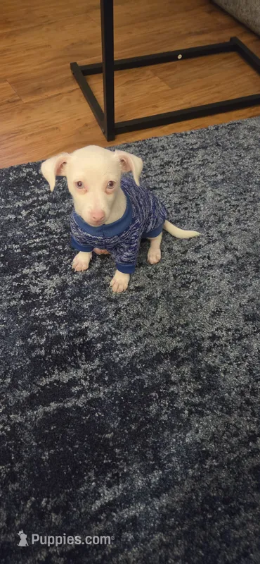 Yuki, a male Chihuahua for sale in Forest Hills, NY – 1 of 5