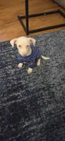 Yuki, a male Chihuahua for sale in Forest Hills, NY – 1 of 5