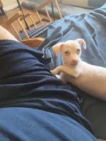 Yuki, a male Chihuahua for sale in Forest Hills, NY – 2 of 5