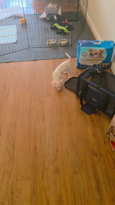 Yuki, a male Chihuahua for sale in Forest Hills, NY – 4 of 5
