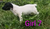 Female, a female Jack Russell Terrier for sale in Montgomery, MI – 9 of 10