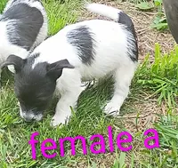 female , a male Jack Russell Terrier for sale in Montgomery, MI – 6 of 8