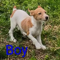 Jack male , a male Jack Russell Terrier for sale in Montgomery, MI – 4 of 8